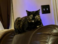Lost Female Cat last seen Four Mile Run Dr and King Eider Dr Henrico VA Four Mile Run Subdivision in Varina, Henrico County, VA 23231