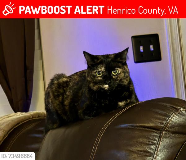 Lost Female Cat last seen Four Mile Run Dr and King Eider Dr Henrico VA Four Mile Run Subdivision in Varina, Henrico County, VA 23231