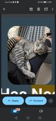 Lost Male Cat last seen The Wave CV1, Coventry, England 