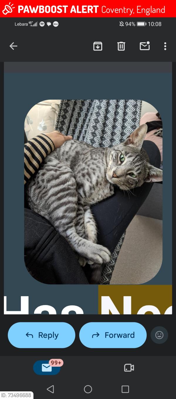 Lost Male Cat last seen The Wave CV1, Coventry, England 