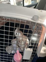 Found/Stray Unknown Bird last seen South Pointe, Miami Lakes, FL 33014