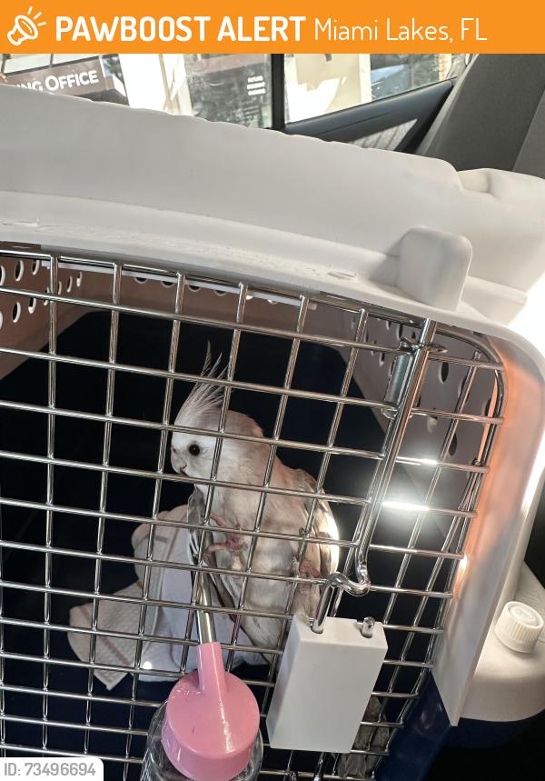 Found/Stray Unknown Bird last seen South Pointe, Miami Lakes, FL 33014