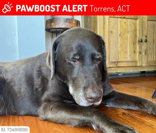 Lost Female Dog last seen Hawker Street, Torrens, Torrens, ACT 2607