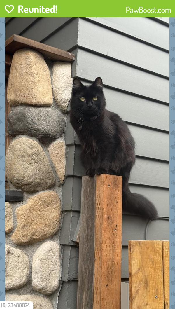 Reunited Female Cat last seen 23rd St between Harris ave & Donovan ave, Bellingham, WA 98225