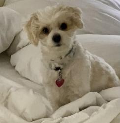 Lost Male Dog last seen Cumberland County Animal Services, Gray's Creek, NC 28306