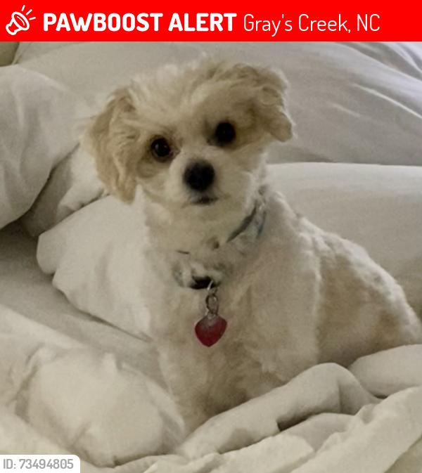 Lost Male Dog last seen Cumberland County Animal Services, Gray's Creek, NC 28306