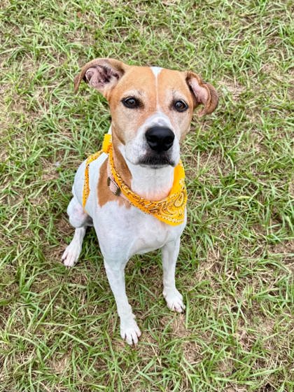 Shelter Stray Female Dog last seen W Grover Cleveland Blvd/Colony Terr, Homosassa, FL, 4030 S Airport Rd, Inverness, FL 34450, USA