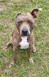 Shelter Stray Male Dog last seen Parkview Lanes Bowling Alley, Holder, FL, 4030 S Airport Rd, Inverness, FL 34450, USA