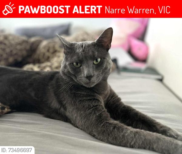 Lost Male Cat last seen Serendip Court Narre Warren 3805, Narre Warren, VIC 3805