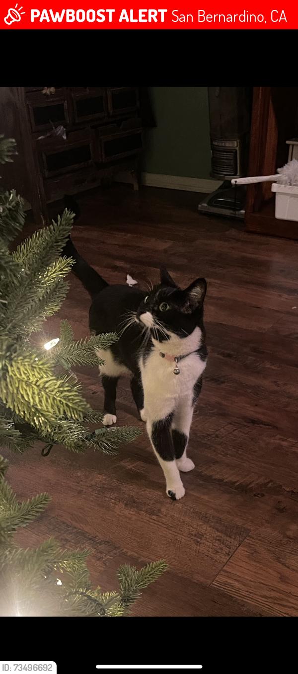Lost Female Cat last seen Wall and 14th near the DMV, San Bernardino, CA 92401