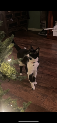 Lost Female Cat last seen Wall and 14th near the DMV, San Bernardino, CA 92401