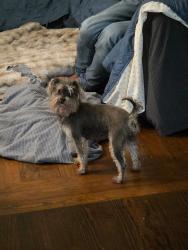 Found/Stray Female Dog last seen Richmond heights, Orlando, Fl, Orlando, FL 32811