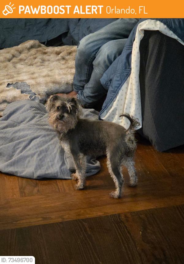 Found/Stray Female Dog last seen Richmond heights, Orlando, Fl, Orlando, FL 32811