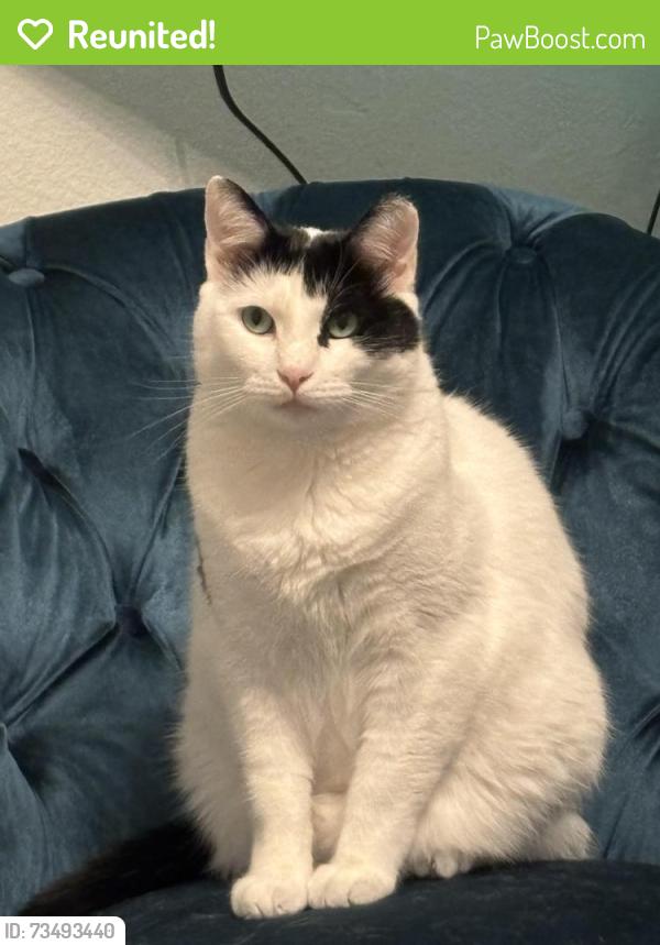 Reunited Male Cat last seen Near Belmont heights aver Knoxville Tn 37921, Knoxville, TN 37921