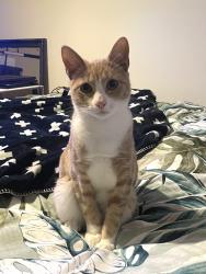 Lost Male Cat last seen Narre Warren 3805, Narre Warren, VIC 3805