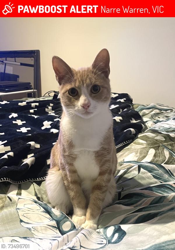 Lost Male Cat last seen Narre Warren 3805, Narre Warren, VIC 3805