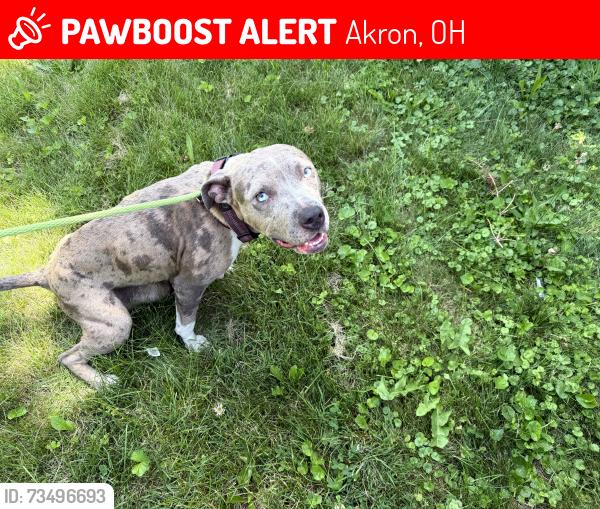 Lost Female Dog last seen Chase bank, Akron, OH 44311