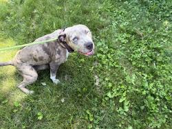 Lost Female Dog last seen Chase bank, Akron, OH 44311