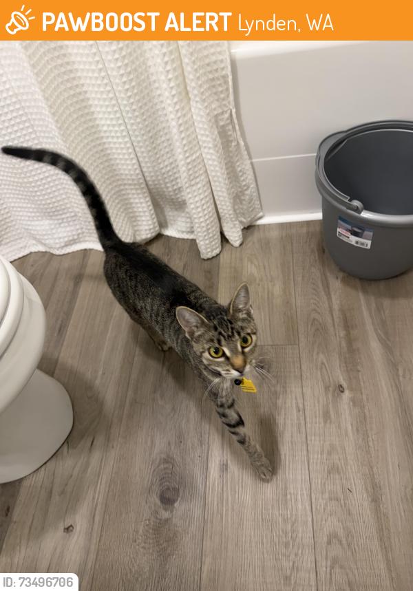 Found/Stray Unknown Cat last seen Badger Rd, Lynden, WA 98264