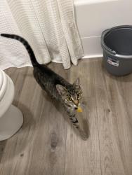 Found/Stray Unknown Cat last seen Badger Rd, Lynden, WA 98264