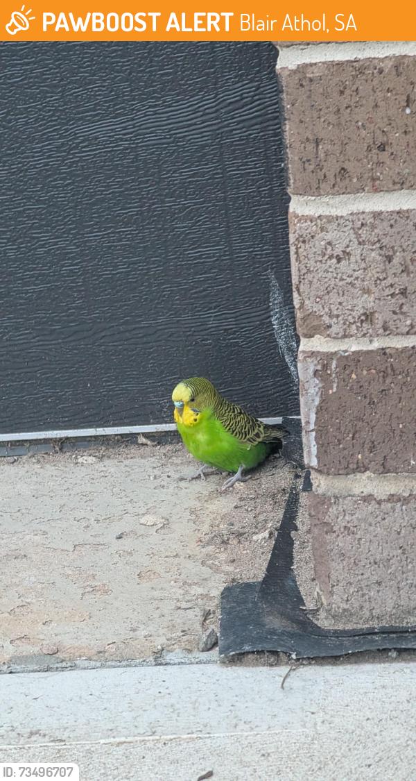 Found/Stray Unknown Bird last seen across the street from Northpoint toyota, Blair Athol, SA 5084
