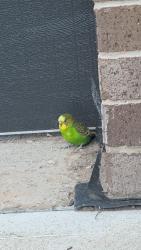 Found/Stray Unknown Bird last seen across the street from Northpoint toyota, Blair Athol, SA 5084
