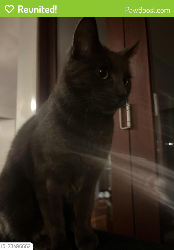 Reunited Female Cat last seen Near farnan street northcote, Northcote, VIC 3070