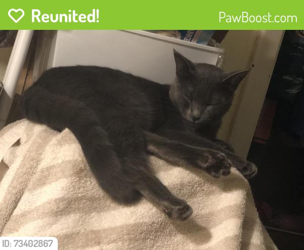 Reunited Female Cat last seen Dollar general, Burke County, NC 28655