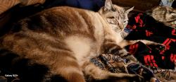 Lost Female Cat last seen Old Wilkesboro road, Taylorsville, NC 28681