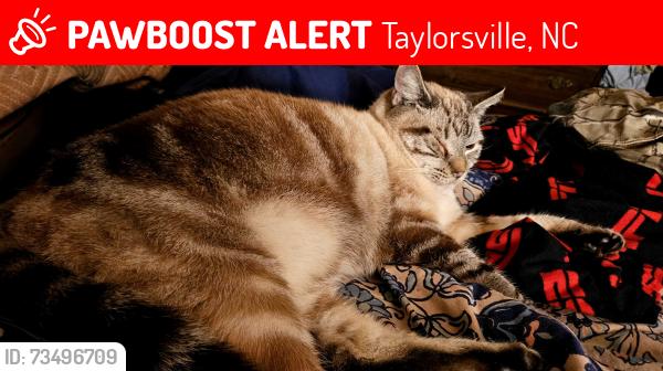 Lost Female Cat last seen Old Wilkesboro road, Taylorsville, NC 28681