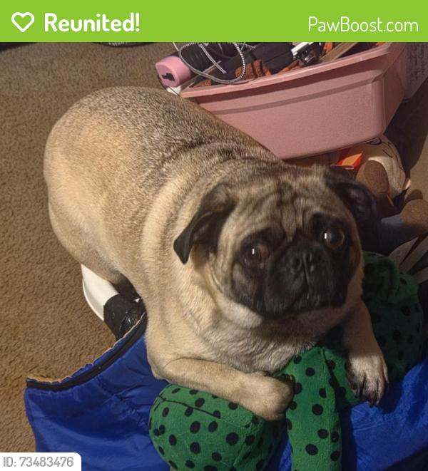 Reunited Male Dog last seen Bush Hollow Way and Reed Schoolhouse Road, Sevierville, TN 37876