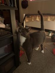Reunited Unknown Cat last seen Across from evergreen state college at the evergreen gardens/rock maple apmts, Olympia, WA 98502