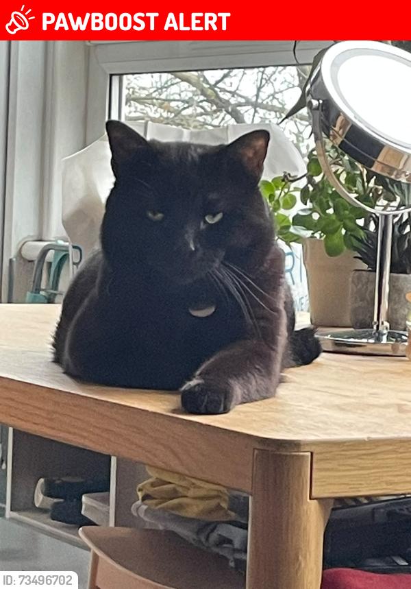 Lost Male Cat last seen Camberwell New Road, Greater London, England SE5 0XH