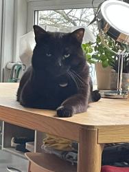 Lost Male Cat last seen Camberwell New Road, Greater London, England SE5 0XH