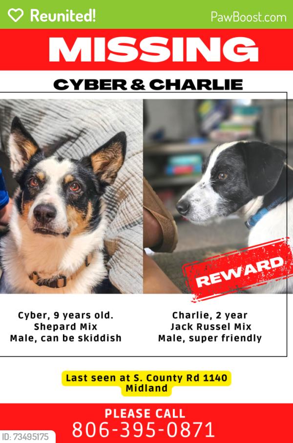 Reunited Male Dog last seen Hwy 158, Midland, TX 79706