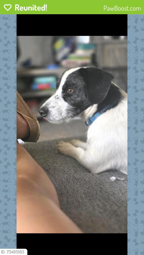Reunited Male Dog last seen Hey 158, Midland, TX 79706