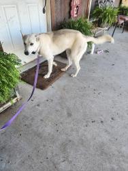 Reunited Female Dog last seen Jeremy Ln, Weatherford, TX 76088