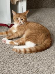 Lost Female Cat last seen Duntore Place, Carney, MD 21236