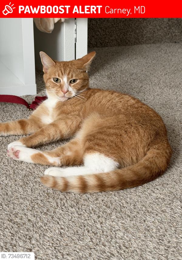 Lost Female Cat last seen Duntore Place, Carney, MD 21236