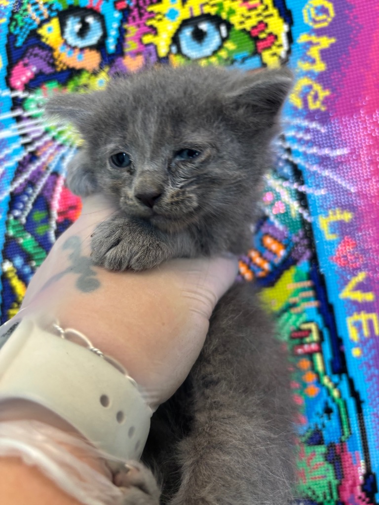 Shelter Stray Male Cat last seen Bexar County, 3353 Morningside Dr, New Braunfels, TX 78132, USA