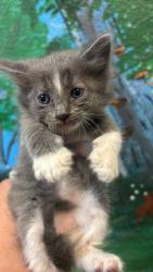 Shelter Stray Male Cat last seen Bexar County, 3353 Morningside Dr, New Braunfels, TX 78132, USA