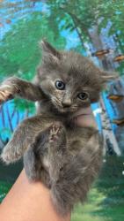 Shelter Stray Female Cat last seen Bexar County, 3353 Morningside Dr, New Braunfels, TX 78132, USA