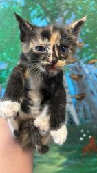 Shelter Stray Female Cat last seen Bexar County, 3353 Morningside Dr, New Braunfels, TX 78132, USA
