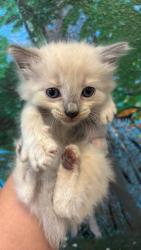 Shelter Stray Female Cat last seen Bexar County, 3353 Morningside Dr, New Braunfels, TX 78132, USA