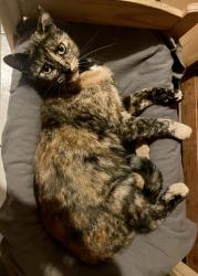 Lost Female Cat last seen 27th and Budlong Ave, Los Angeles, CA 90007