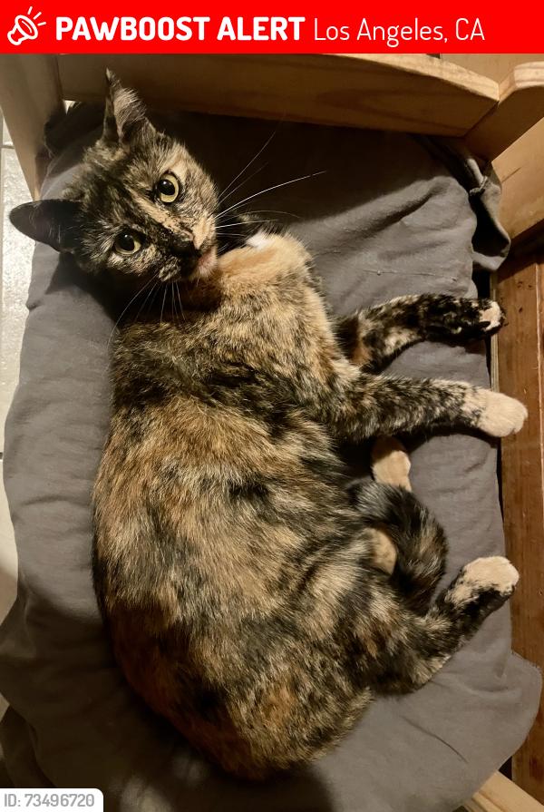 Lost Female Cat last seen 27th and Budlong Ave, Los Angeles, CA 90007
