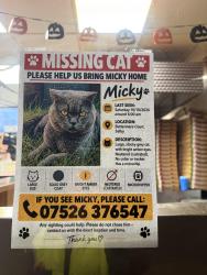 Lost Male Cat last seen Near Buttermere Court, North Yorkshire, England YO8 4BD
