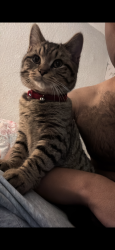 Lost Male Cat last seen Near redman grove, Stoke-on-Trent, England ST6 2LS