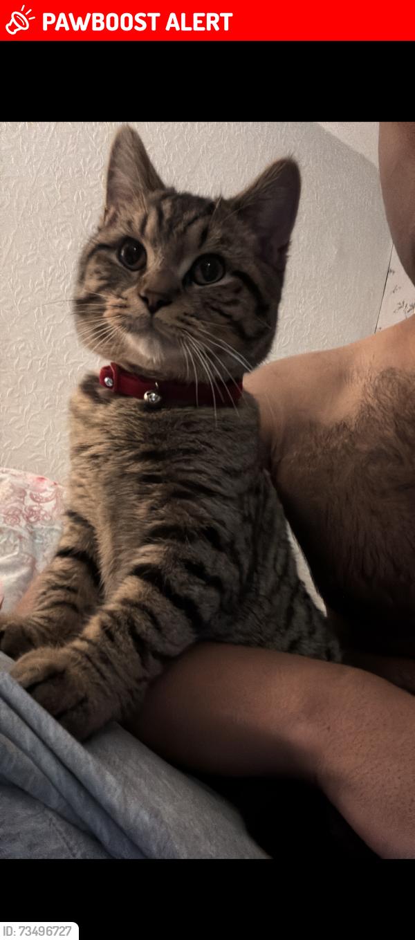 Lost Male Cat last seen Near redman grove, Stoke-on-Trent, England ST6 2LS