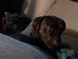 Reunited Male Dog last seen Chapman and knott by school, Knott Ave, CA 92801
